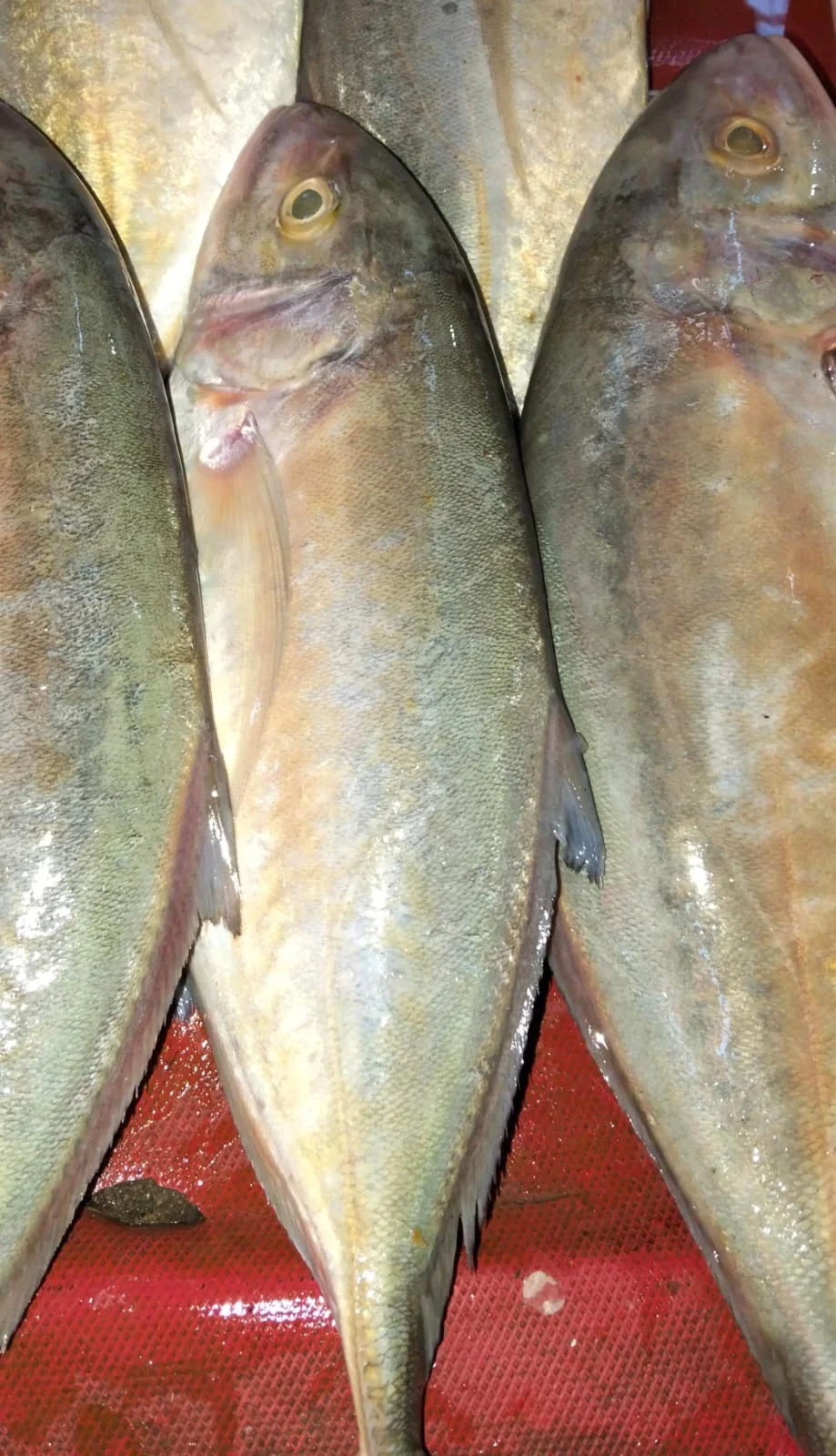 Ikan Koek