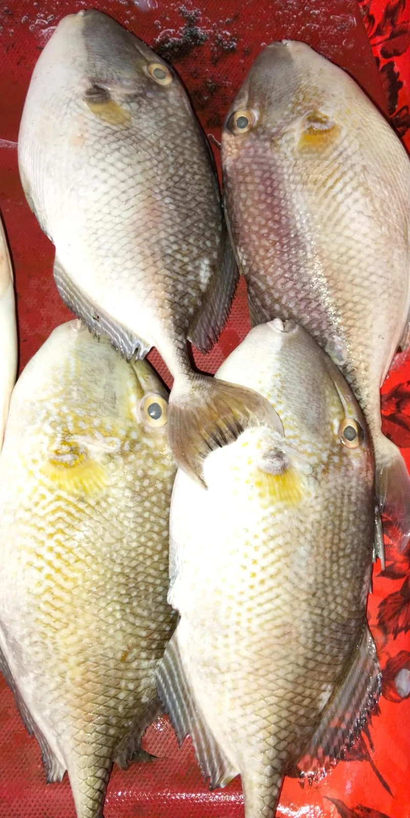 Ikan Jebung