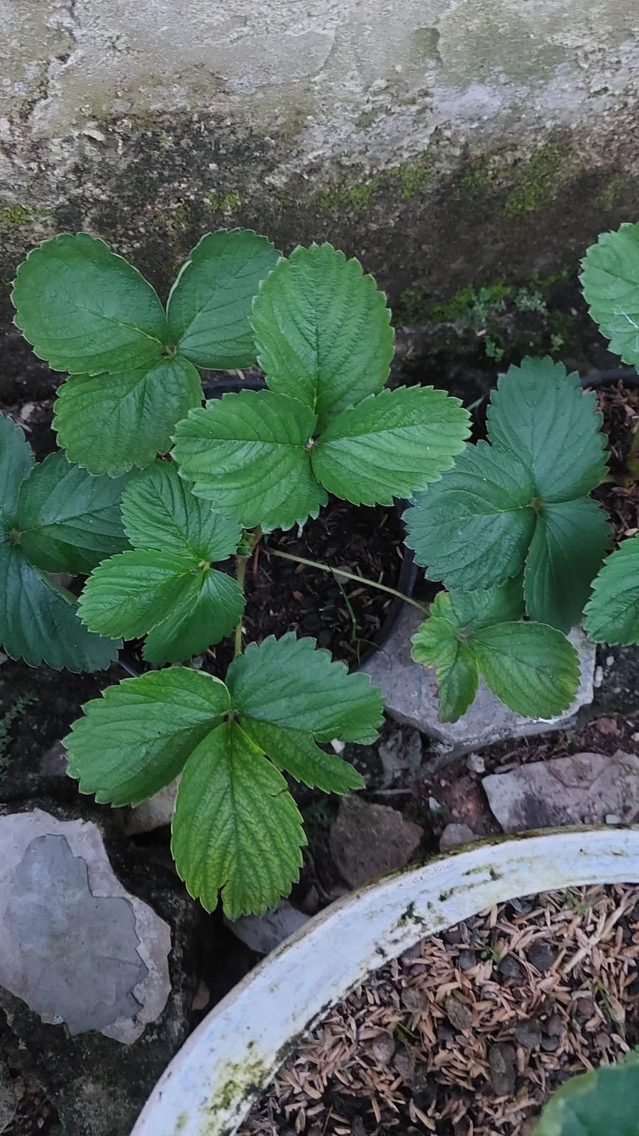 Pohon strawbery