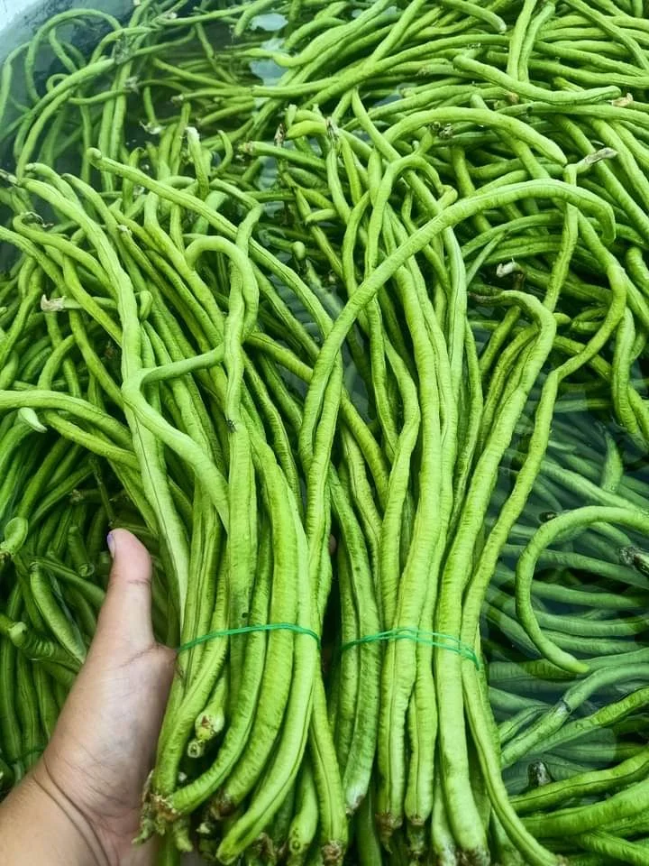 Kacang Panjang sekali
