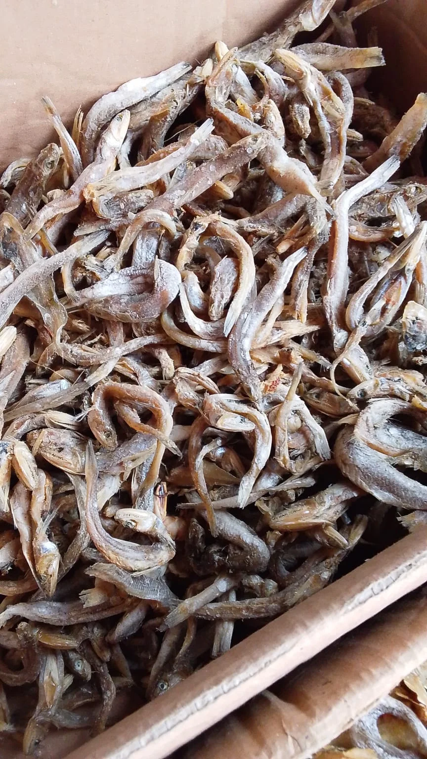 Ikan teri