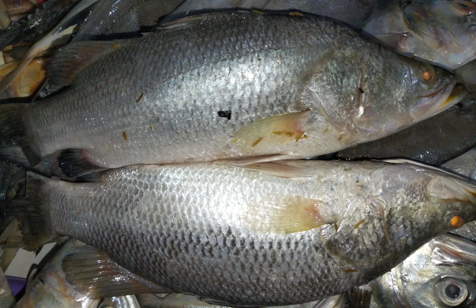 Ikan Kakap