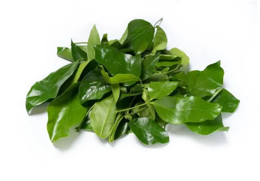 Daun Melinjo