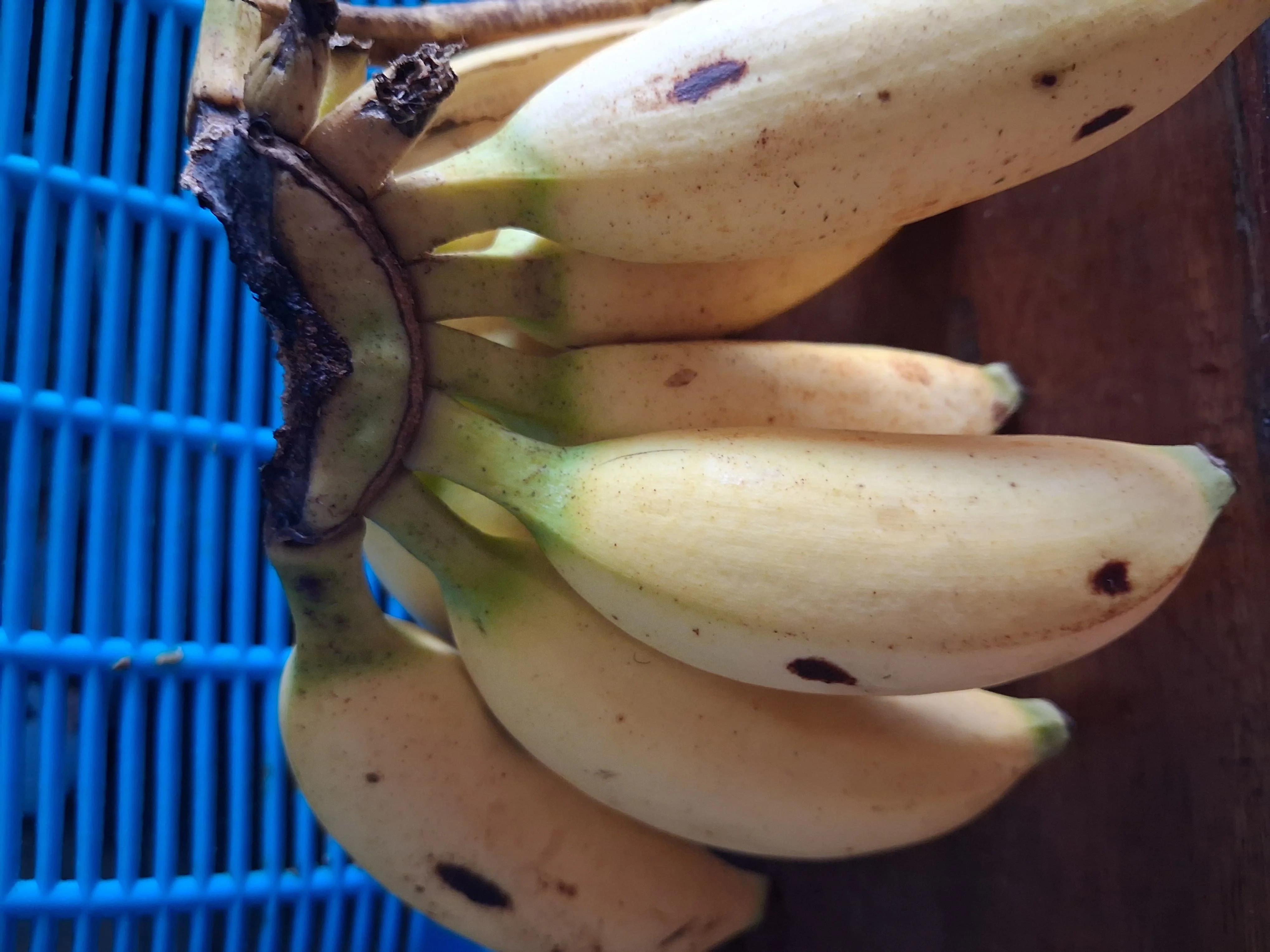 Pisang