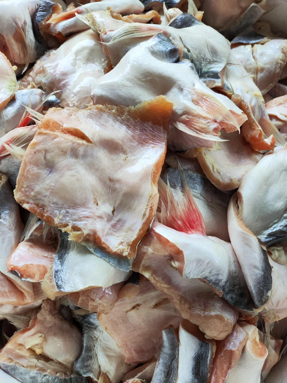 Belly Dori (bag. Bawah perut ikan)