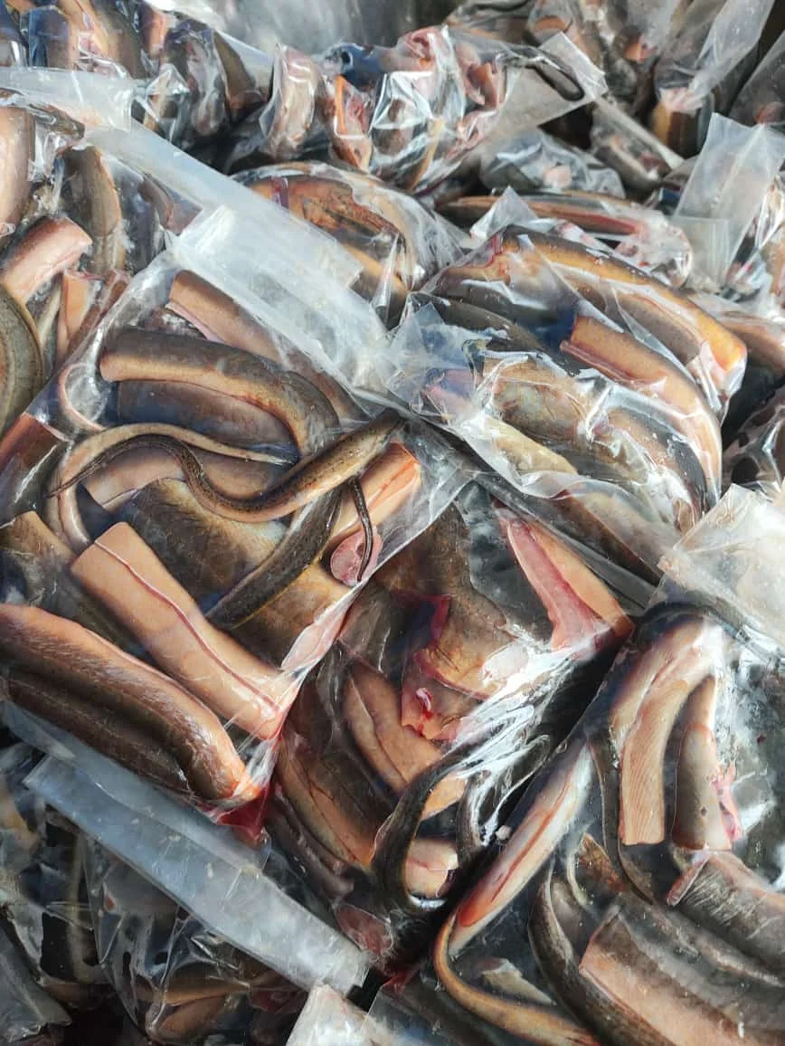 Belut Potong