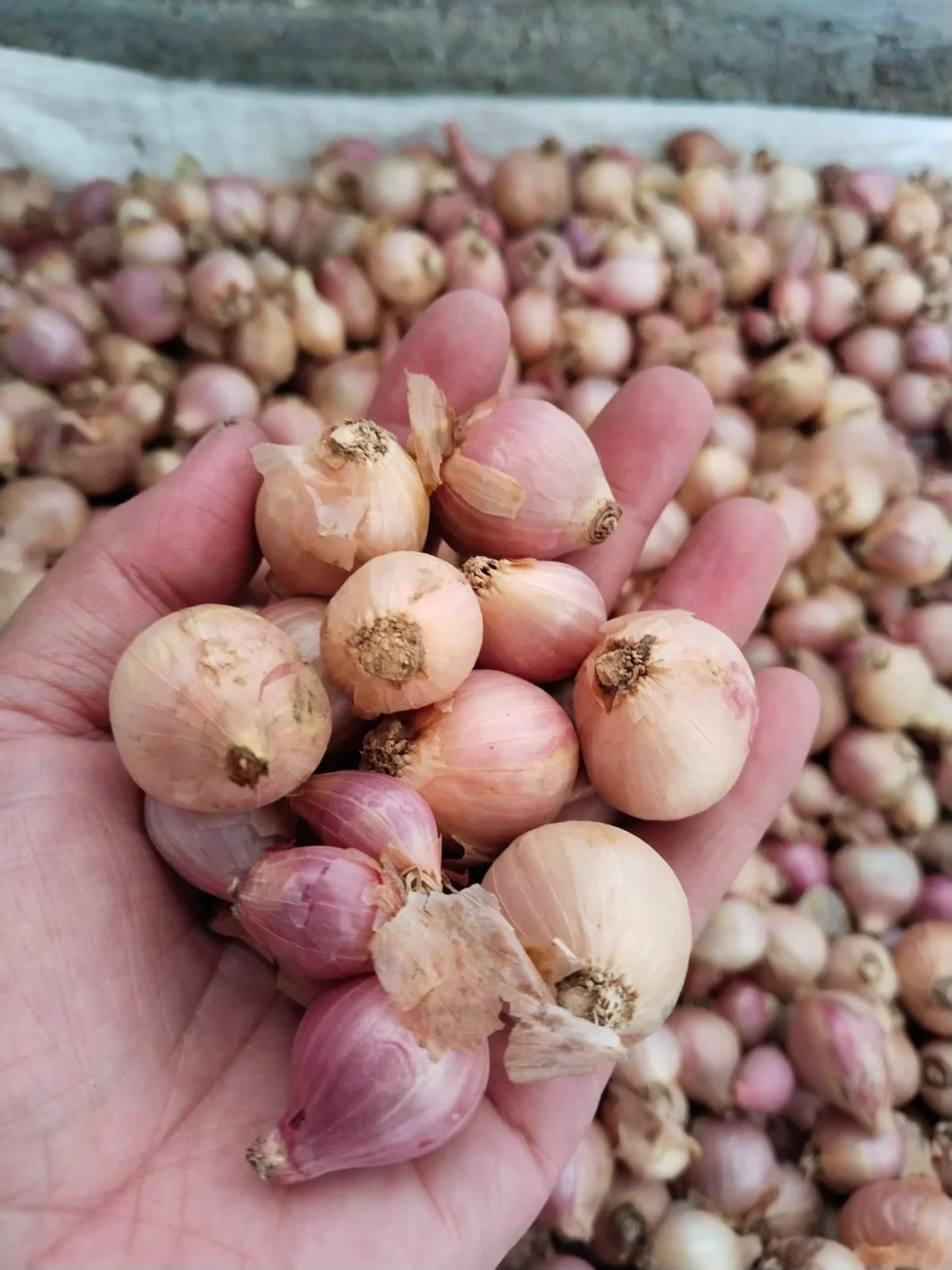 Bawang merah