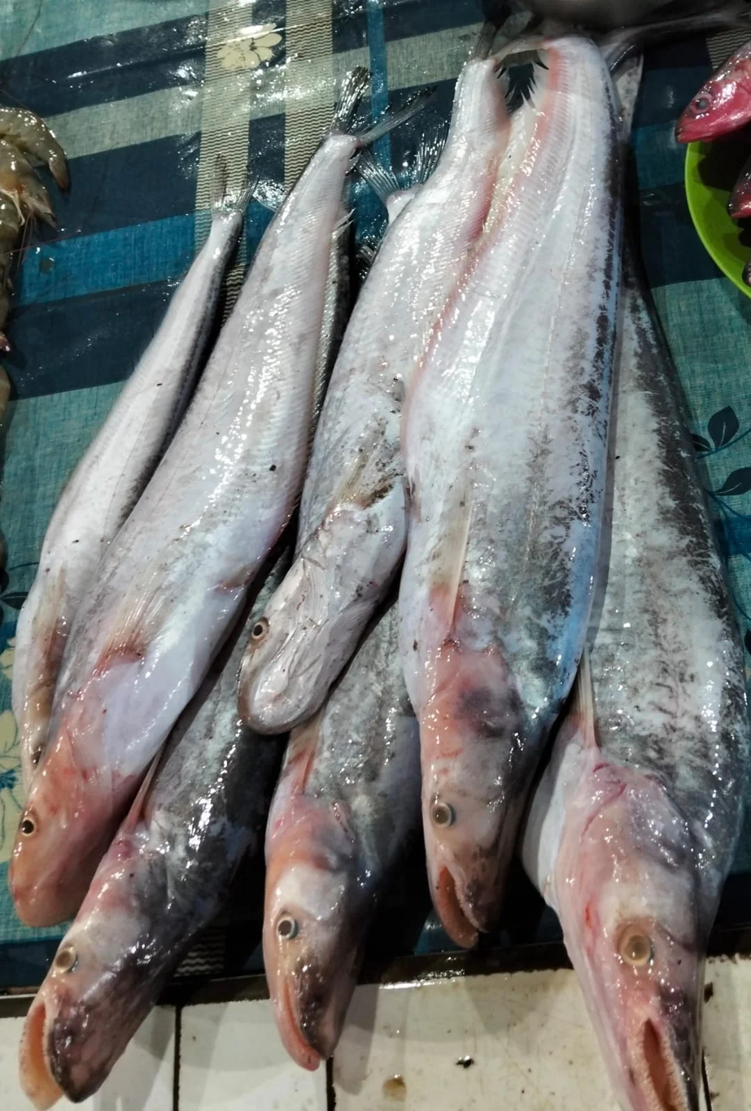 Ikan Lais
