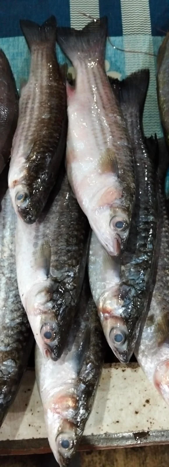 Ikan Beranak