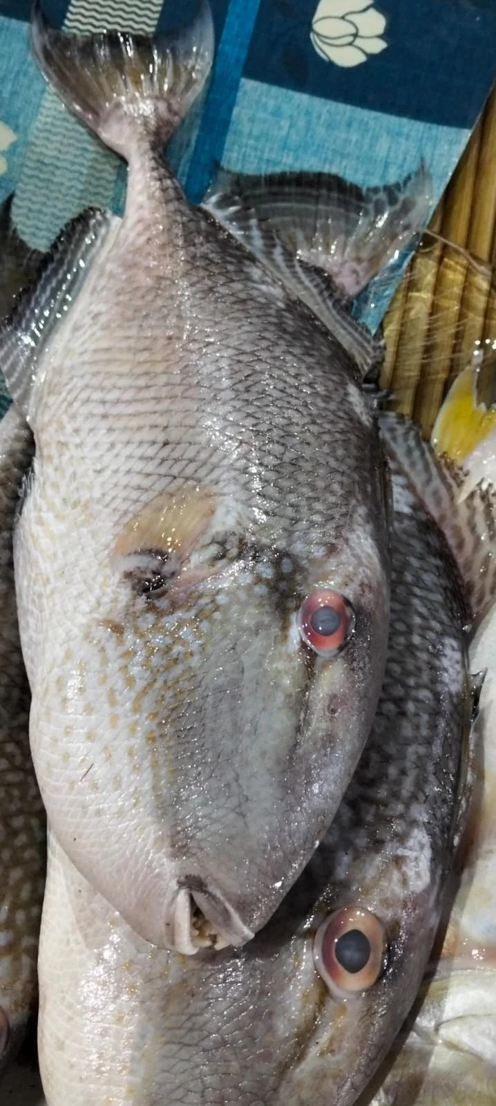 Ikan Jebung
