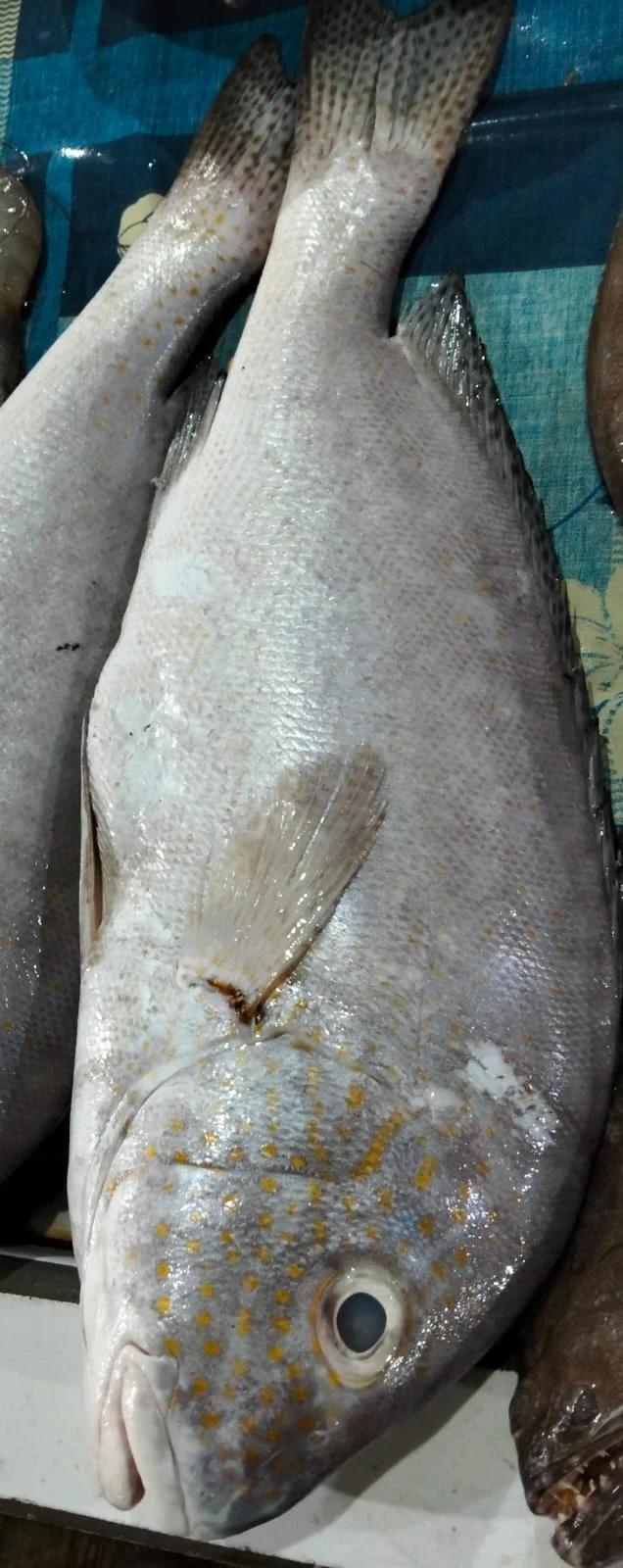 Ikan Kakap