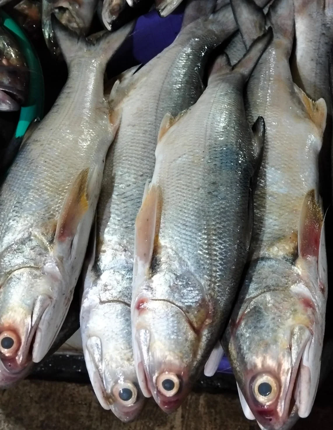Ikan Senangin
