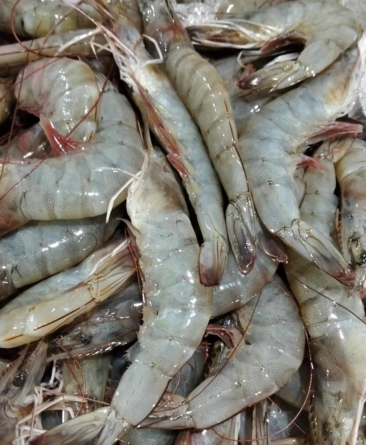Udang Peci