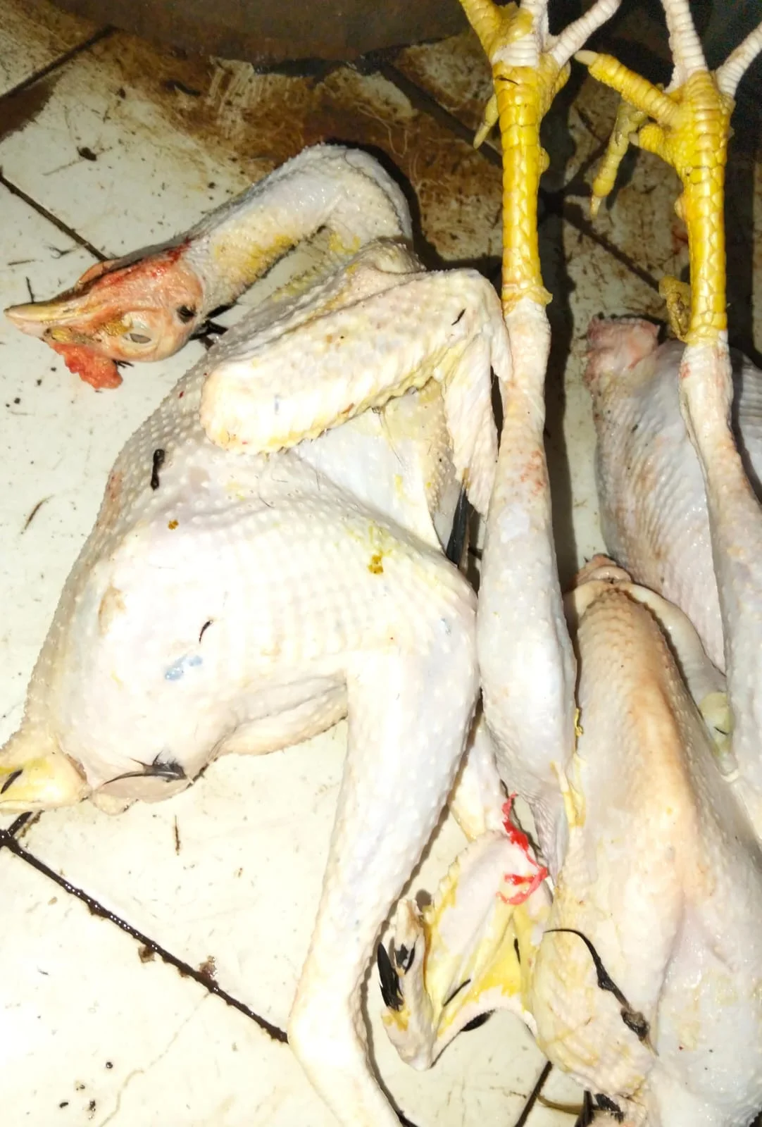 Ayam Kampung