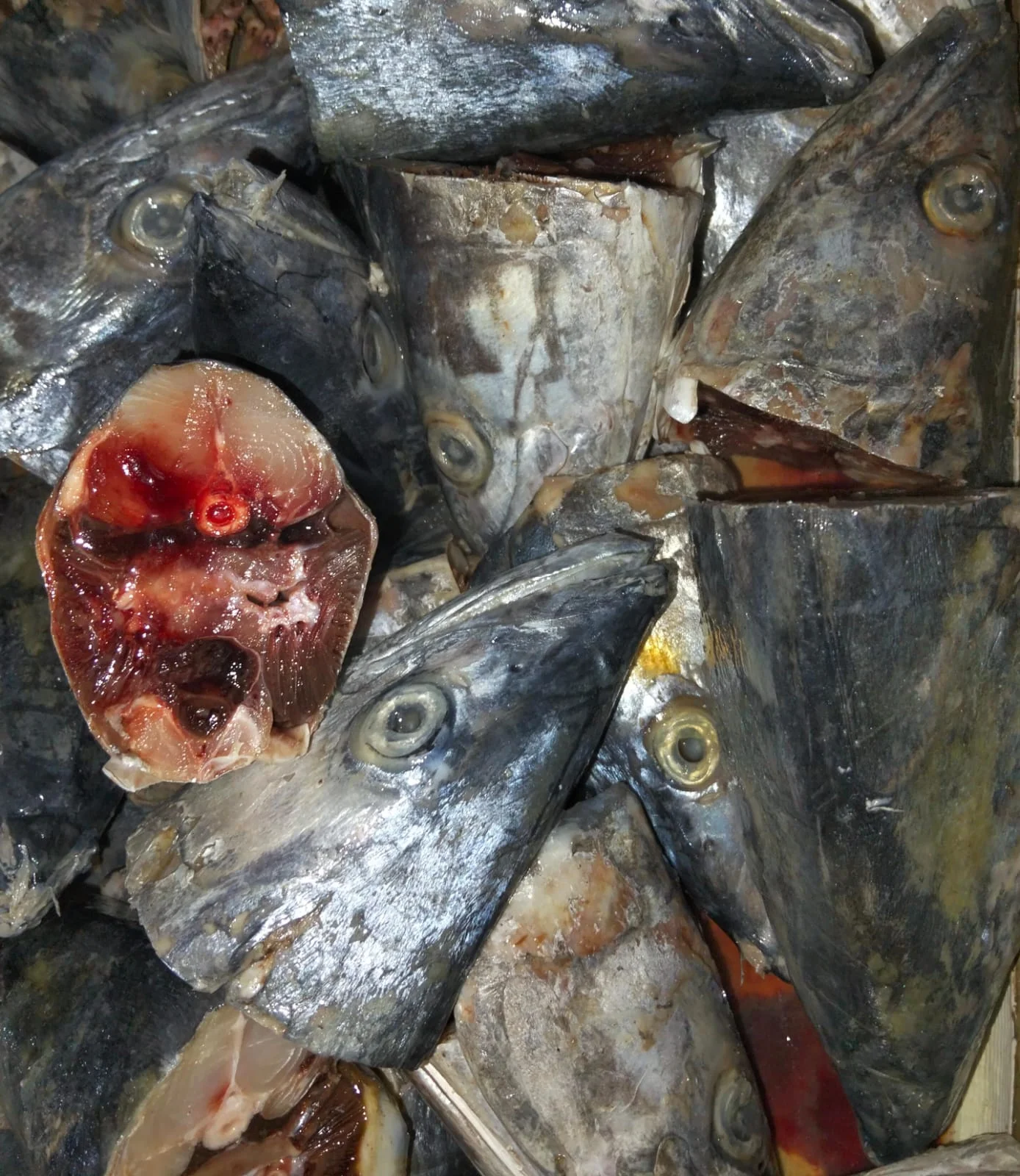 Kepala Ikan Tenggiri