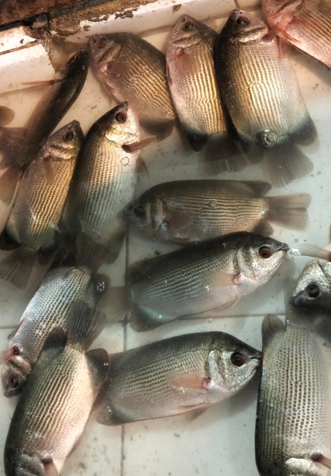 Ikan Sepat