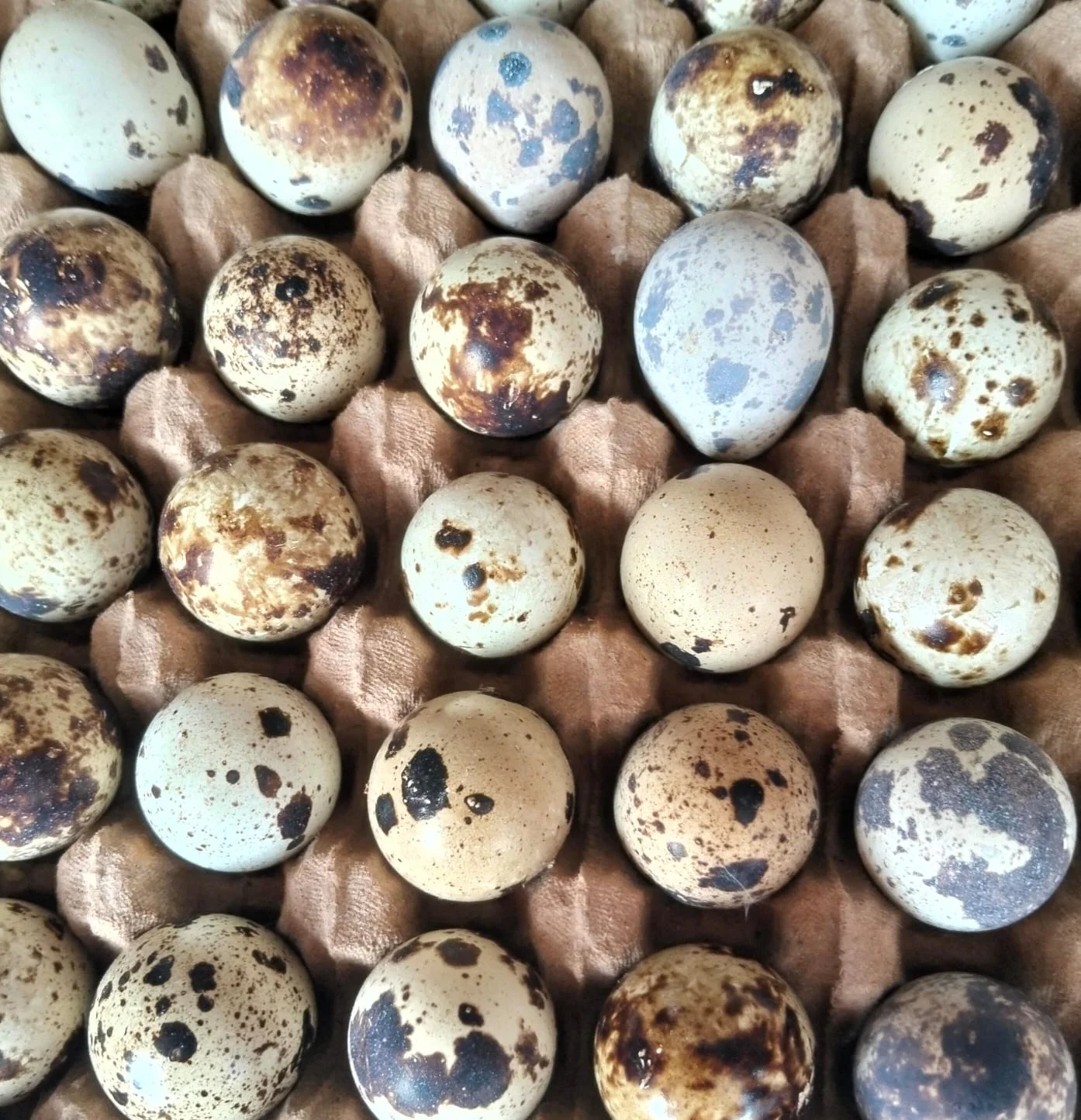 Telur Puyuh