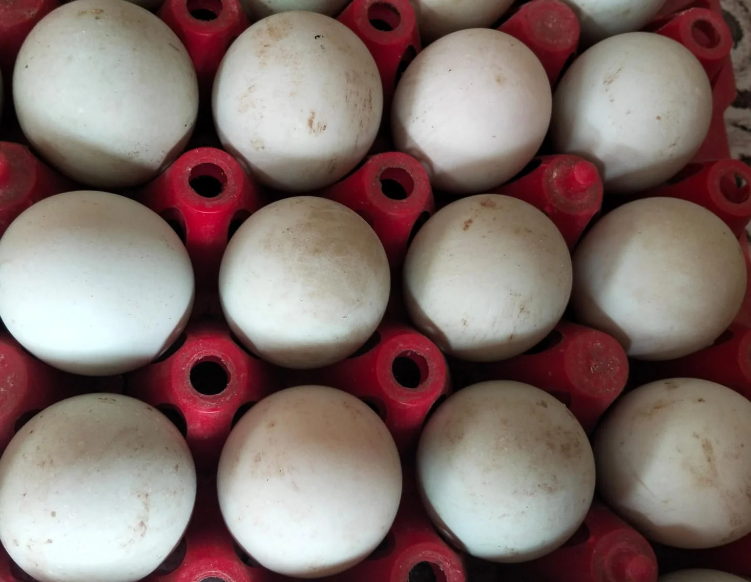 Telur Bebek