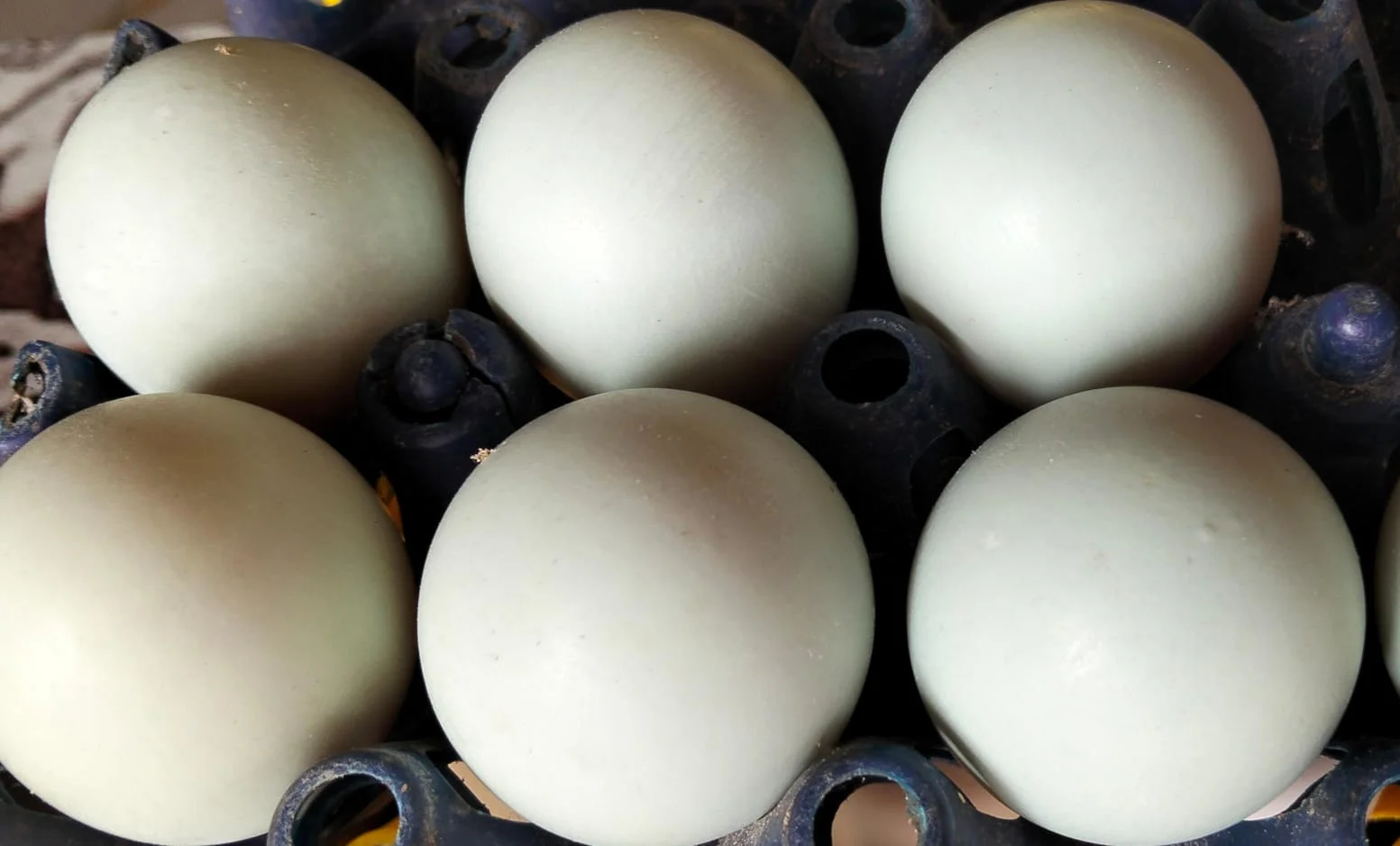 Telur Asin