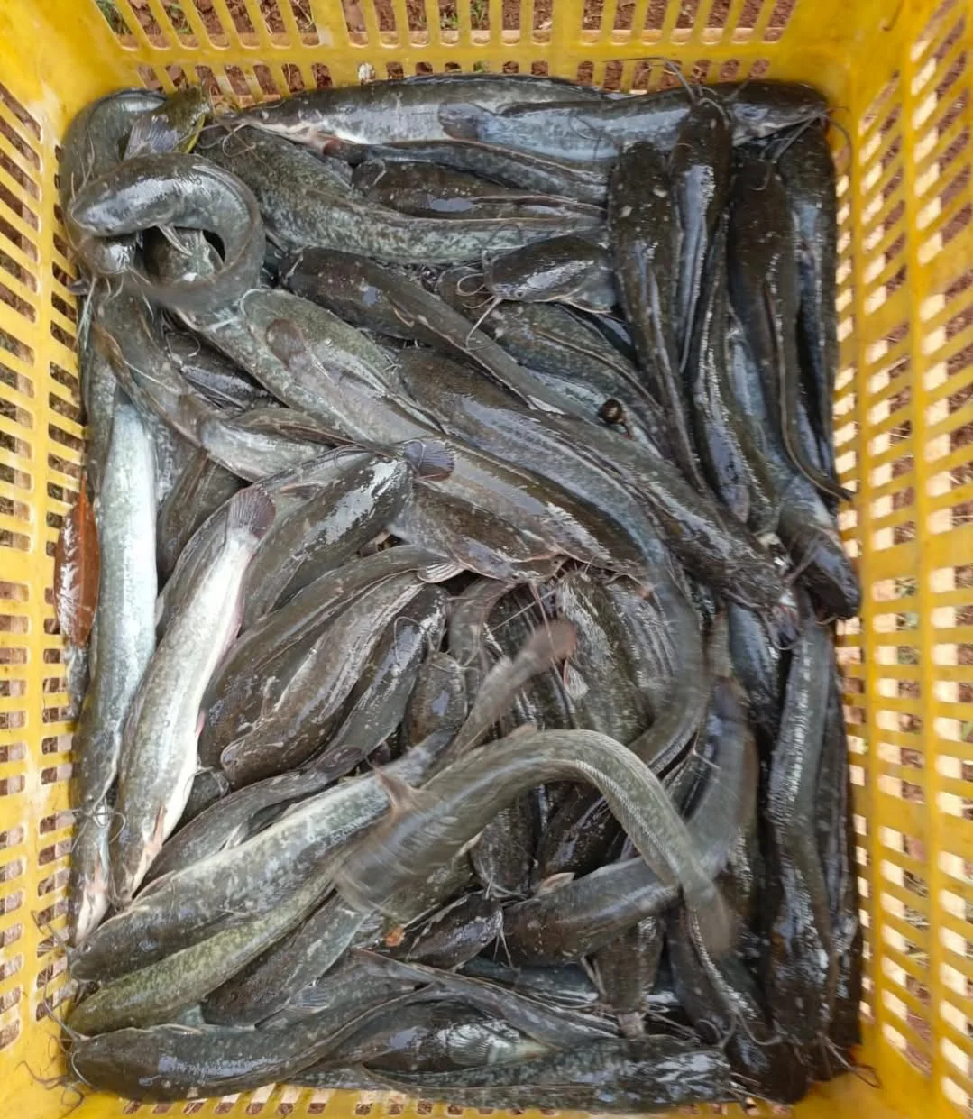 Ikan lele segar