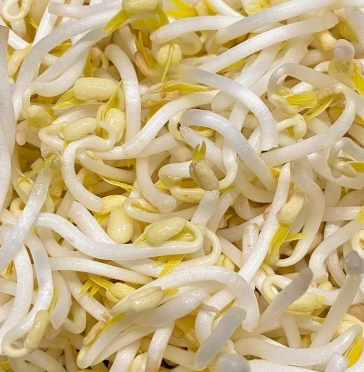 Kecambah