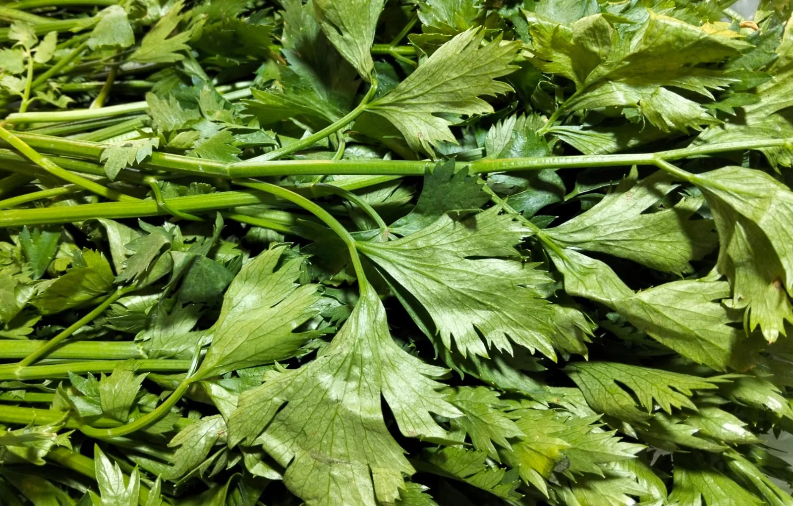 Daun Sop