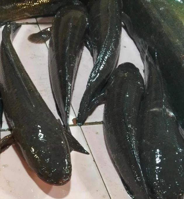 Ikan Gabus