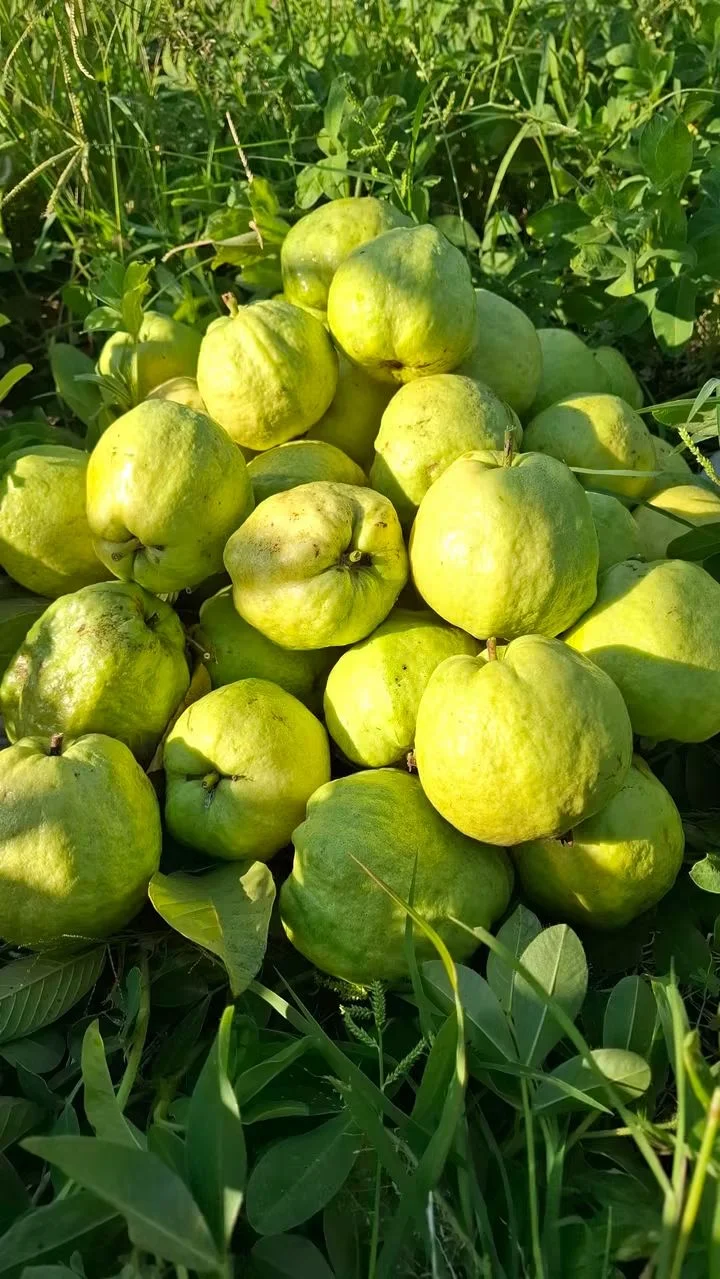 Jambu kristal