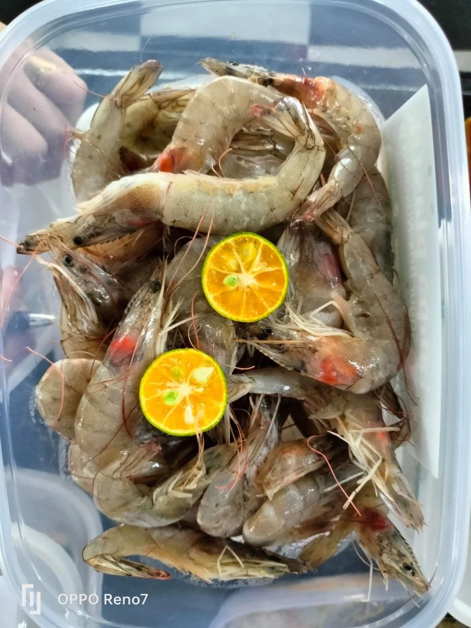 Udang