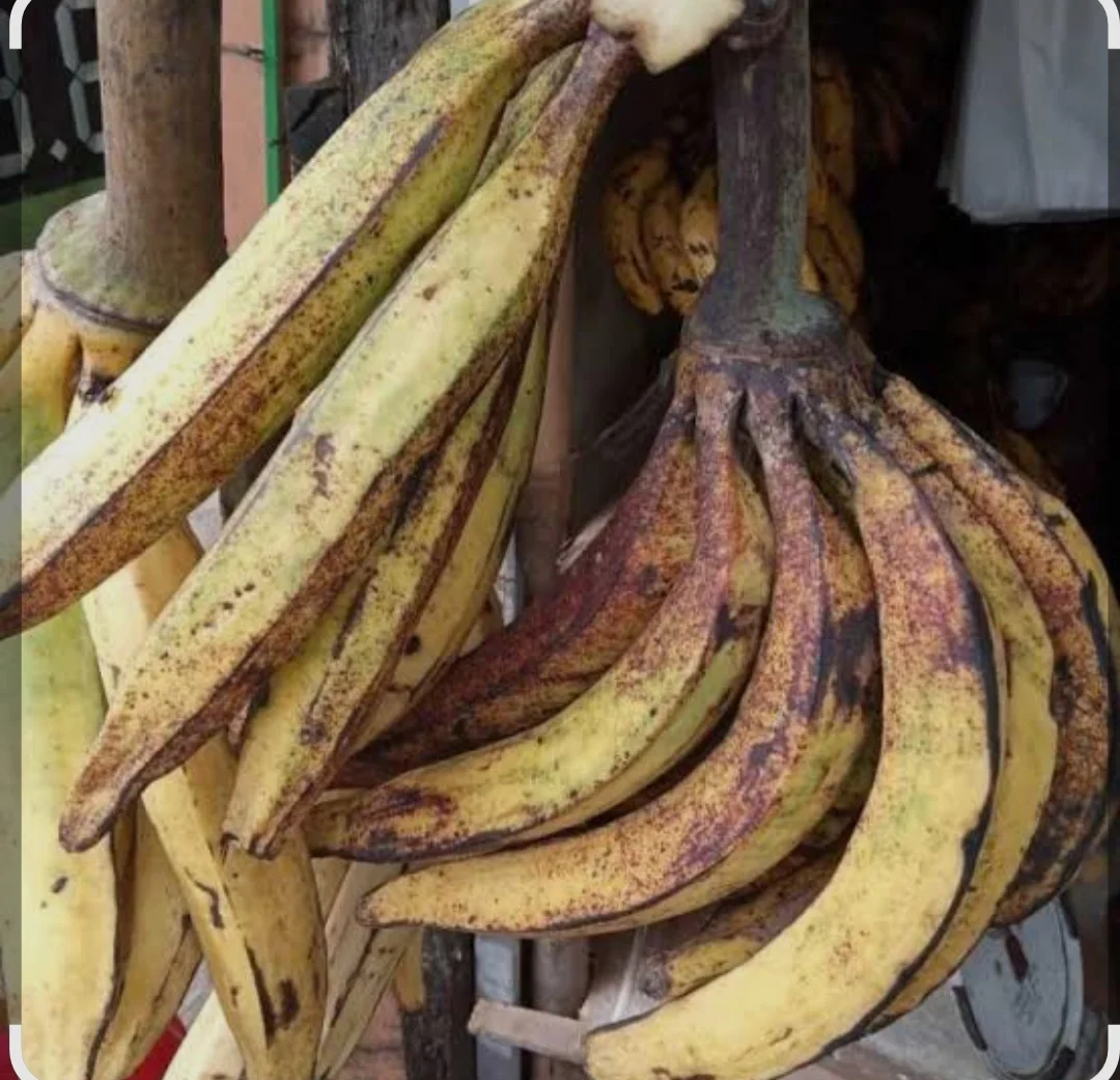 Kategori buah segar Pisang tanduk