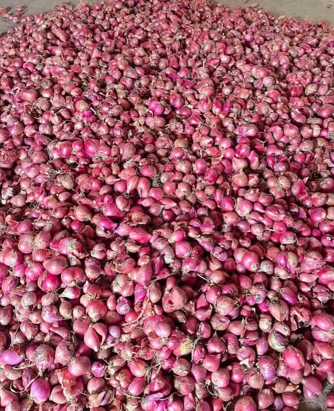 Bawang merah