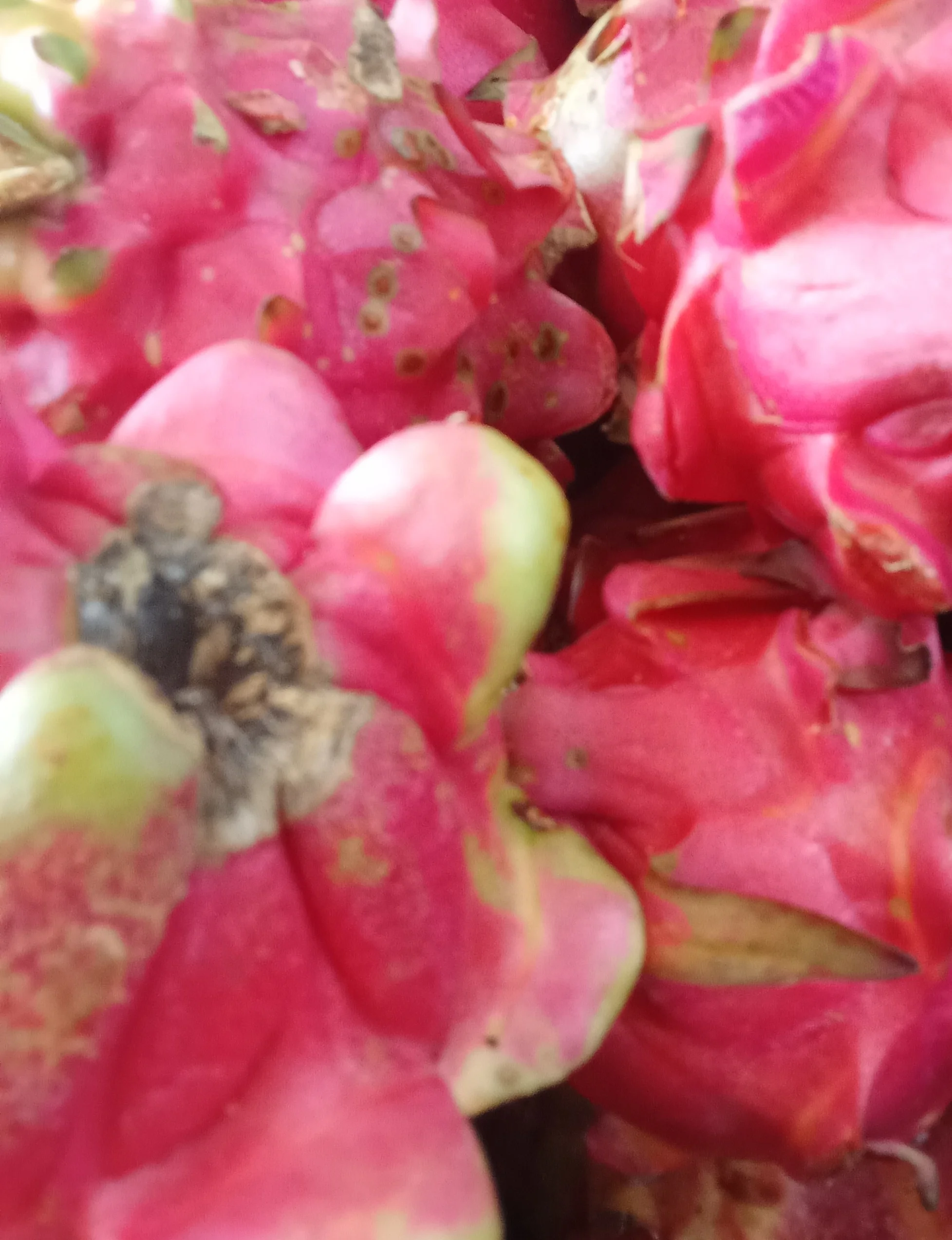 Buah Naga