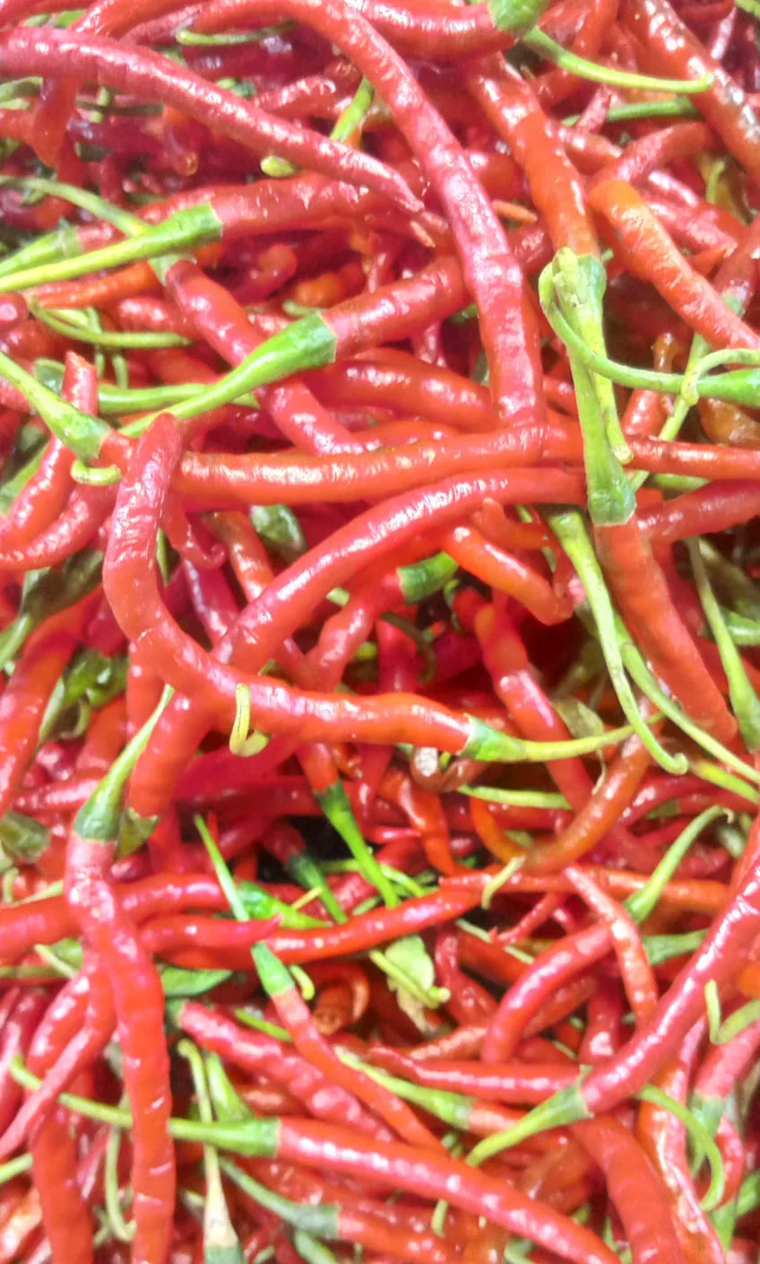 Cabe merah keriting