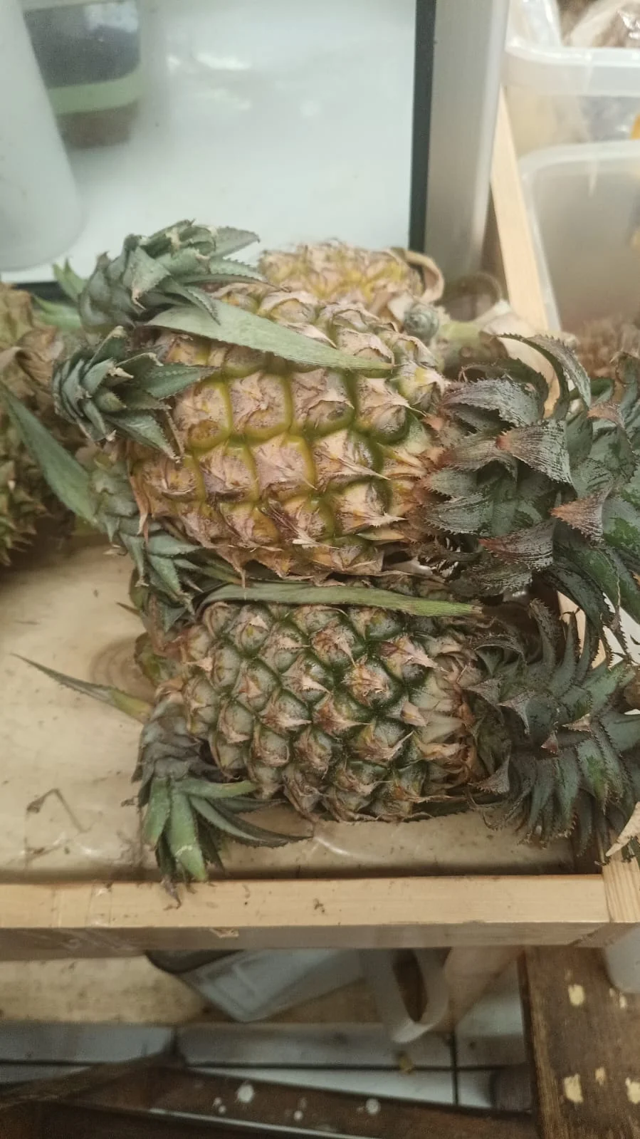 Nanas