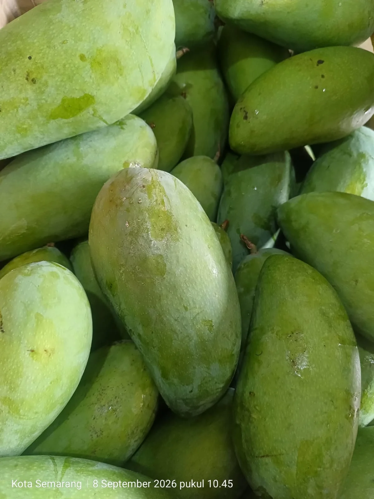 Mangga kiojay