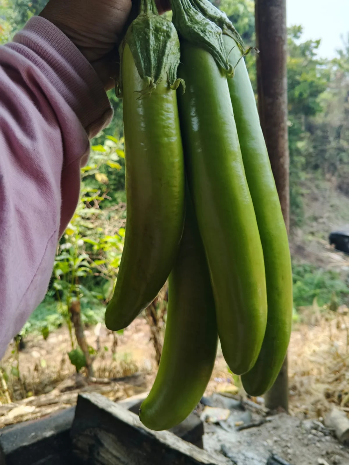 Terong panjang hijau