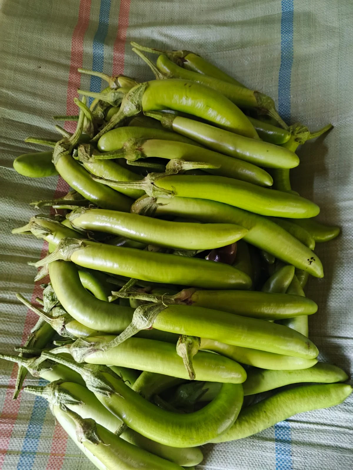 Terong hijau panjang
