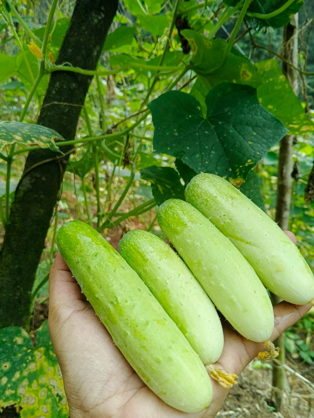 Timun