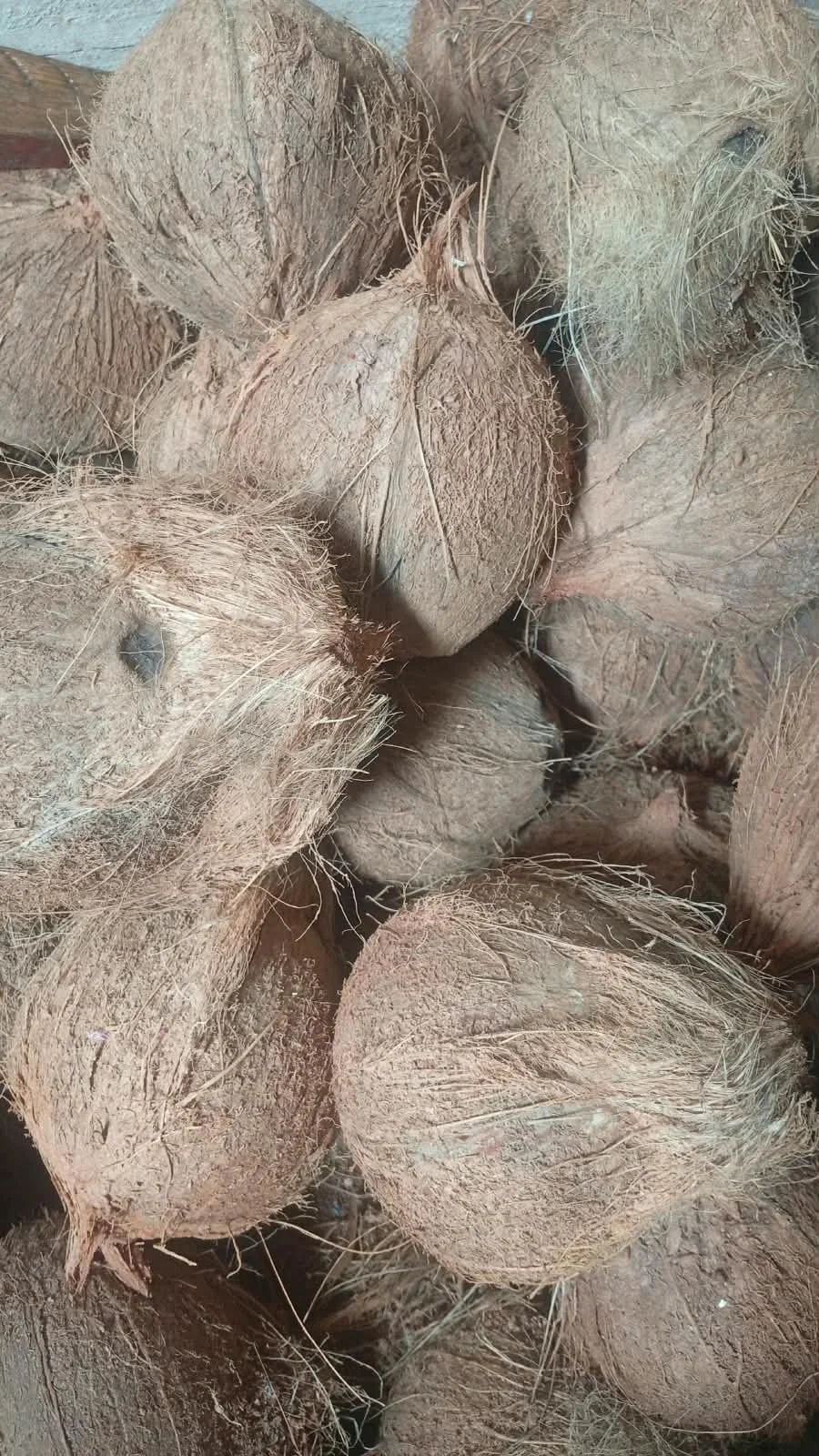 Kelapa kupas/parut Segar Siap Antar