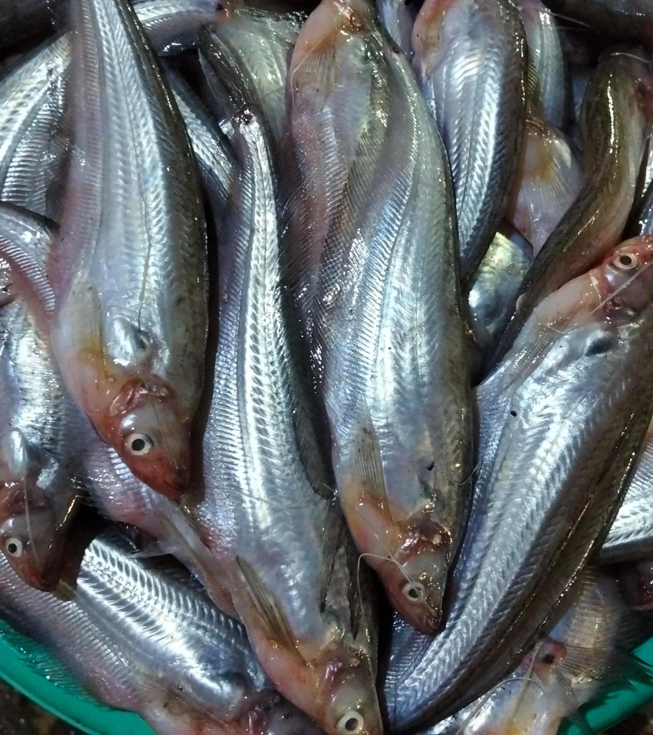 Ikan Lais
