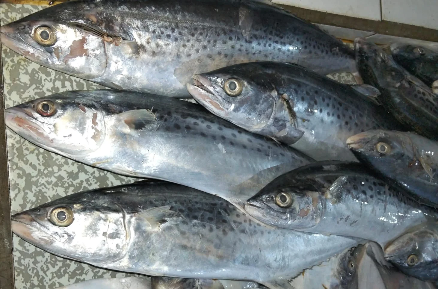 Ikan Tenggiri Gepeng
