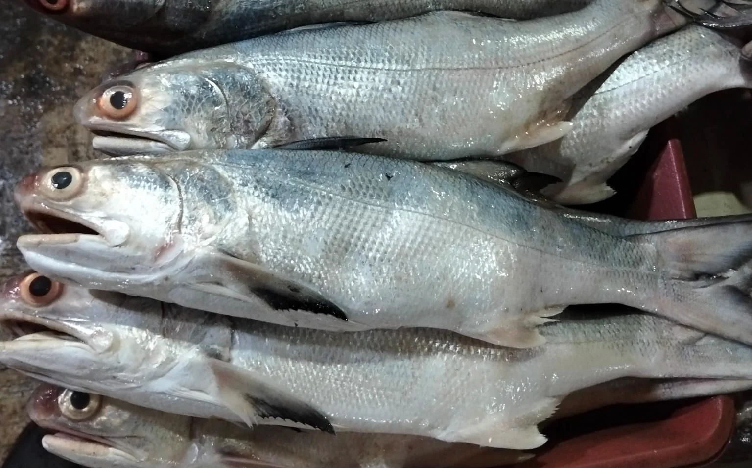 Ikan Senangin