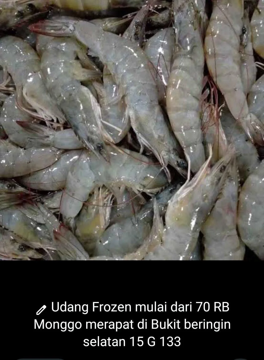 Udang segar