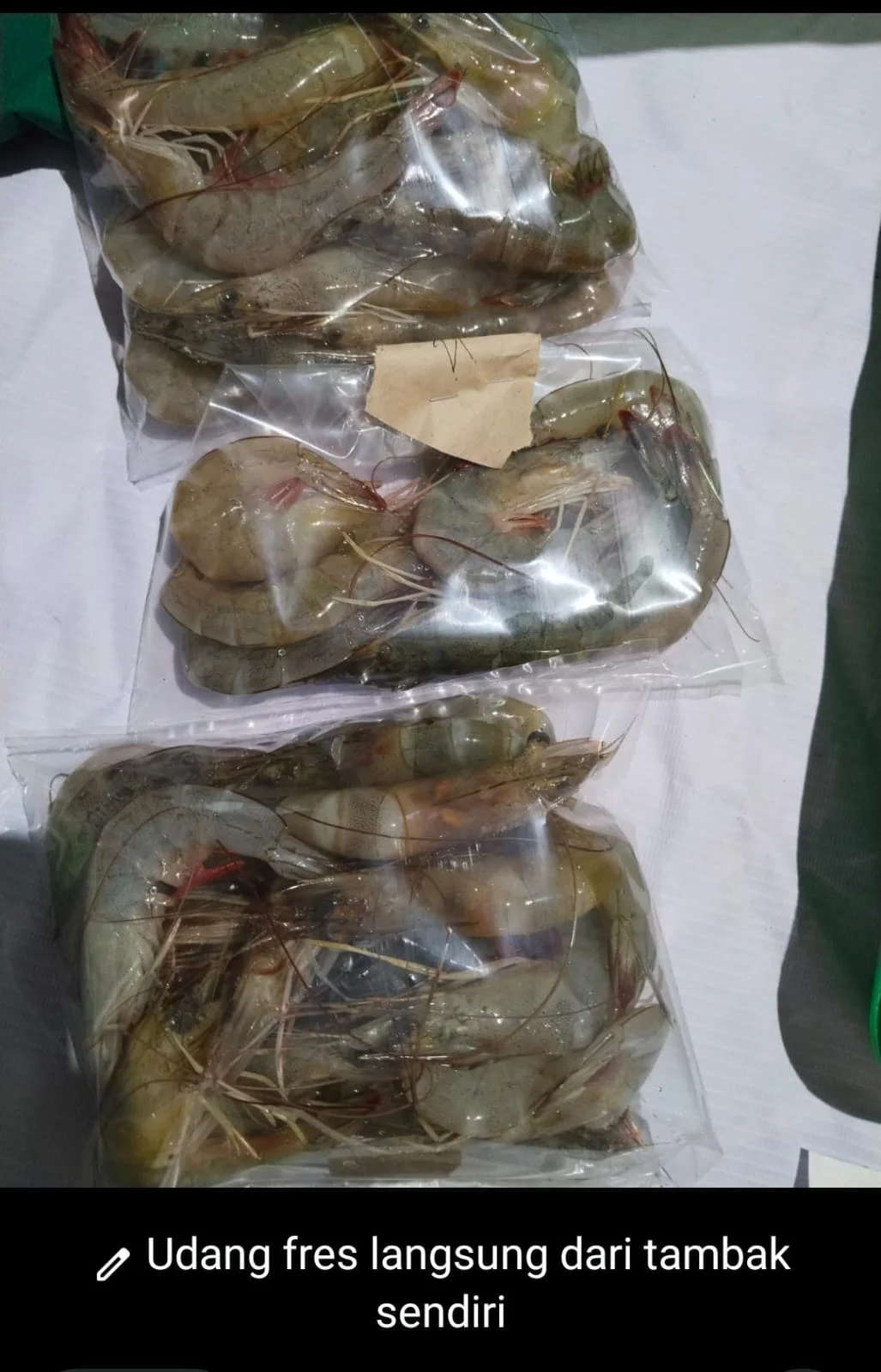 Udang besar