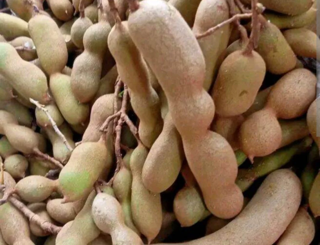 Buah asam muda