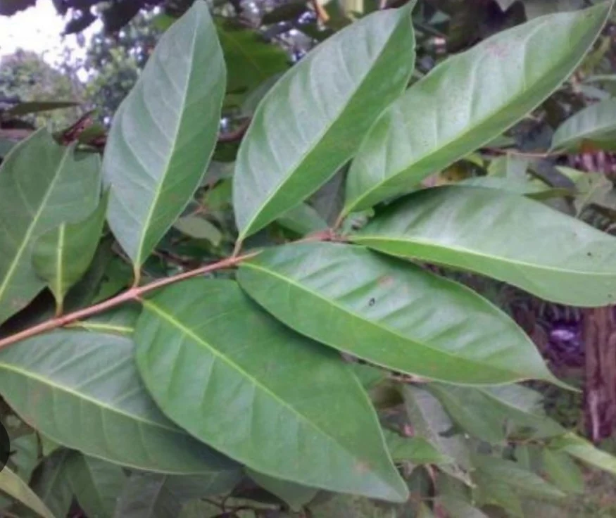 Daun salam