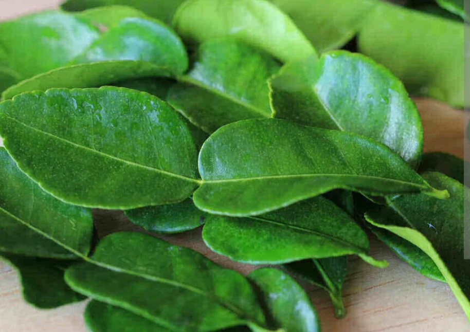 Daun jeruk