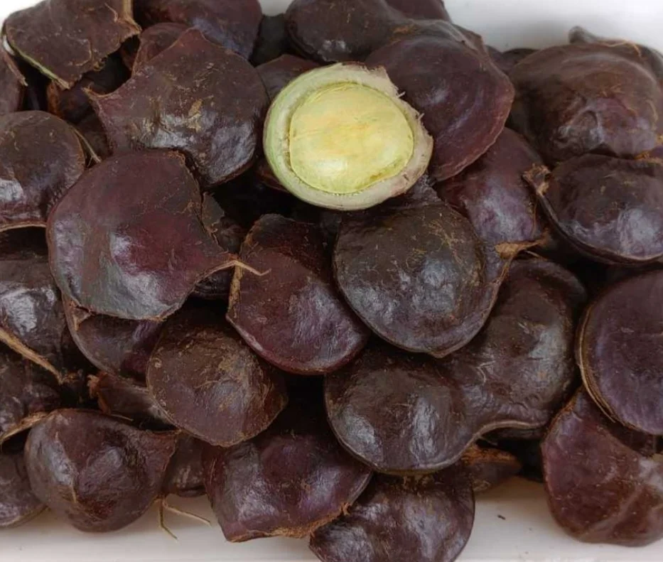 Jengkol kulit muda