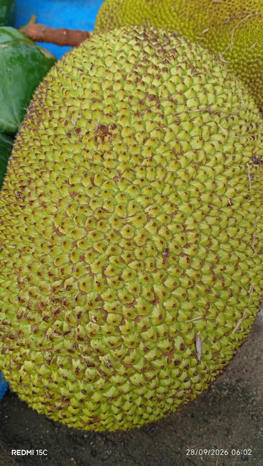 Nangka muda
