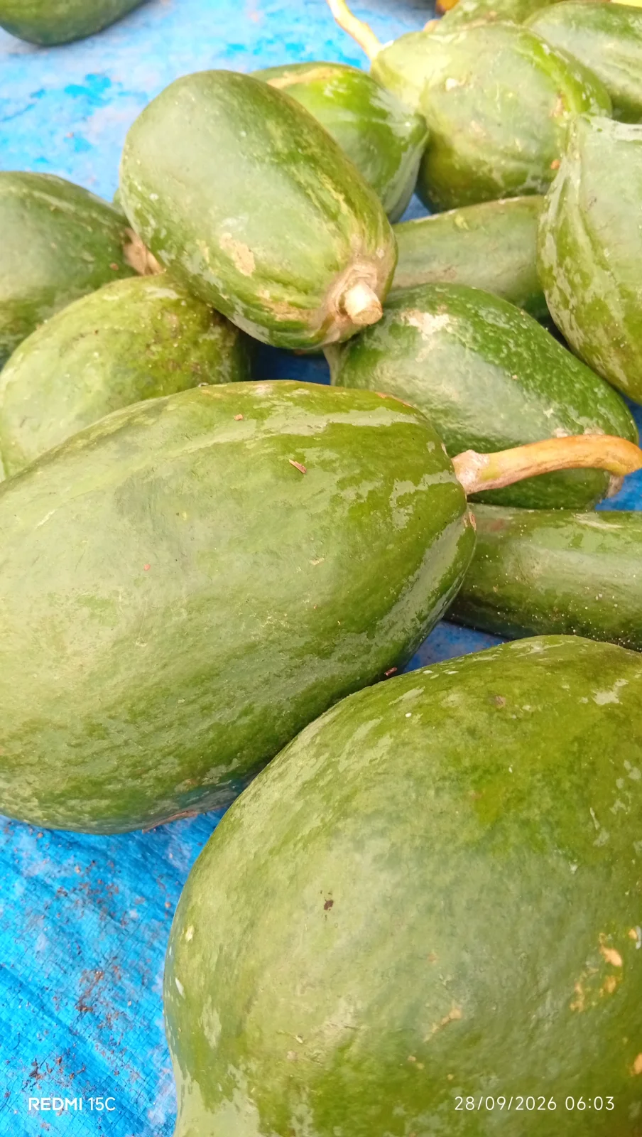 Gandol / Pepaya gelondongan
